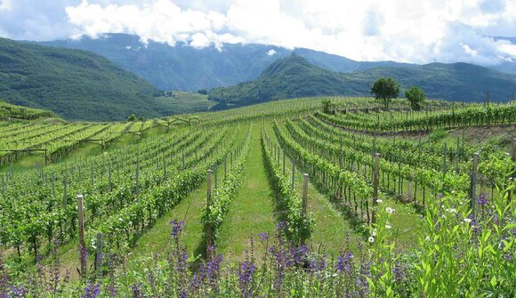 Weinberg Kaltern Leuchtenburg 2011