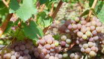 Wein -> Gewuerztraminer Traube 2011