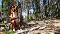 Highlights -> Hund & Haustier 2011