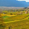 Herbstliche Weinlandschaft bei Montan. Foto: &copy; S.T. Kramer