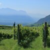 Vigneti attorno al lago di Caldaro e lungo la Strada del Vino. Foto: EMS, &copy; Peer