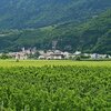Salorno, abbracciato da vigneti e frutteti - Foto: AT, &copy; Peer