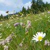 Blumenwiese bei Gfrill - ein letzter Einduck von der wilden und kaum ber&uuml;hrten Natur im Trudner-Horn-Gebiet. Foto: AT, &copy; Peer