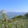 Ein harter Aufstieg - die bl&uuml;henden Obstb&auml;ume und die sch&ouml;ne Landschaft laden aber immer wieder zum Betrachten des Panoramas ein. Foto: AT, &copy; Peer