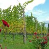 Herbstliche Weinberge und rote Rosen - eine kleine Stra&szlig;e f&uuml;hrt uns hinunter ins Dorf. Foto: AT, &copy; Peer
