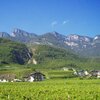 L’estate &egrave; giunta al termine, il tempo della vendemmia si avvicina. Foto: AT, &copy; Peer