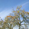 November am Berg: Die s&auml;uerlichen &Auml;pfel werden wohl nicht mehr geerntet. Sind aber sch&ouml;n anzusehen und dienen den V&ouml;geln als Nahrungsquelle. Foto: AT, &copy; Peer