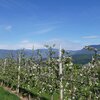 Fioritura dei meli ad Aprile. Caldaro e dintorni sono una nota meta vacanziera anche a primavera. Foto: AT, &copy; Peer