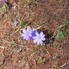 Leberbl&uuml;mchen geh&ouml;ren ebenfalls zu den Fr&uuml;hlingsboten, die wir am Wegesrand entdecken. Foto: JO, &copy; Peer