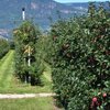 Im Hochsommer und Herbst kann man den &Auml;pfeln beim Reifen zusehen. Foto: AT, &copy; Peer