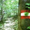 An diesem hei&szlig;en Fr&uuml;hsommertag sind wir &uuml;ber den schattigen Weg im Walde sehr erfreut und genie&szlig;en die k&uuml;hle Brise - Foto: ED, &copy; Peer