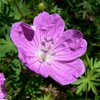 Die Blumen scheinen hingegen jeden Sonnenstrahl genie&szlig;en zu wollen - Foto: ED, &copy; Peer