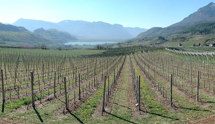 Spring awakening in Caldaro