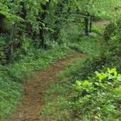 Wanderweg Wald Fruehling Troepfltal RD