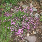 Blumen wandern Troepfltal Kaltern RD