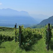 weinreben kaltern kalterersee reblandschaft