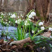 Fruehlingstal Montiggl Maigloeckchen Bach