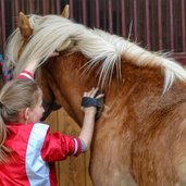 Pferd Cavallo ind reiten pflege