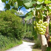 weinlehrpfad bei margreid