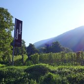 weingut hofstaetter bei buchholz