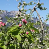 RS Texelgruppe Fruehling apfelbluete knospen