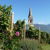 RS tramin kirche pfarrkirche turm weinberg rosen