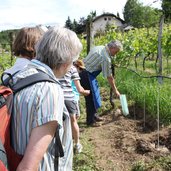 RS wein reben fuehrung lieselhof museum