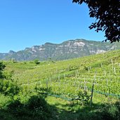 weinreben am wegesrand