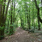 laubwald kaiserberg