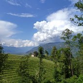 weinberge zwischen frangart und girlan