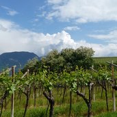 weinreben girlan marklhof