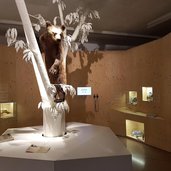 RS Naturmuseum Suedtirol Dauerausstellung Braunbaer