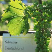 RS Silvaner two