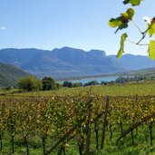 RS kaltern weinberge herbst und kalterer see umgebung