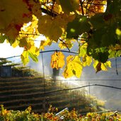 signater weg nr bei st justina herbst reben