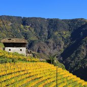 weinberge terlan moelten strasse