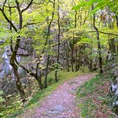 wald bei ruine greifenstein