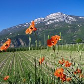 spargelfeld bei unterrain und wilder mohn mohnblumen mendel gantkofel