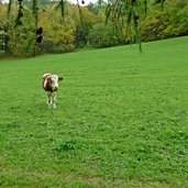 wiesen bei noafer glaning