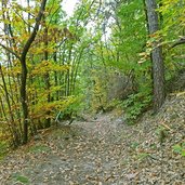 herbst glaning wald abstieg