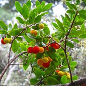 bz gries heinrichspromenade erdbeerbaum