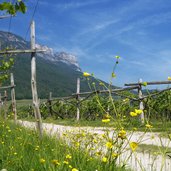 weg gleif steinegger mendel eppan blumen