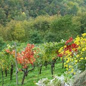 herbstfarben weinberge glen