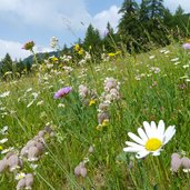 blumenwiese bei gfrill gemeindegebiet salurn