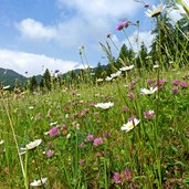 blumenwiese bei gfrill gemeindegebiet salurn