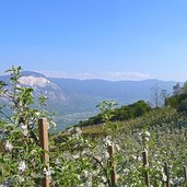 kurtatsch ortsteil penon obstwiesen apfelbluete