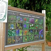 tafel pflanzen des waldes naturpark trudner horn