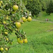 eppan gaid bei tinnerhof