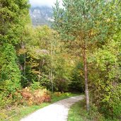 kalterer hoehenweg herbstwald