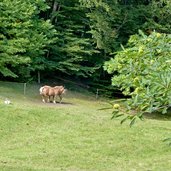 eppan gaid pferde bei lerchsteig